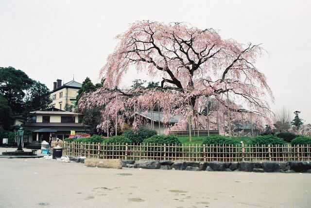 円山公園